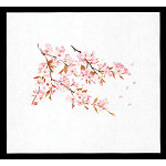 遠赤保鮮紙(大)(100枚入) 桜(W64882)