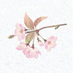 両面ラミ四季彩シート (200枚入) 桜(W66366)
