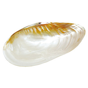 貝殻のお皿 L (W08812)
