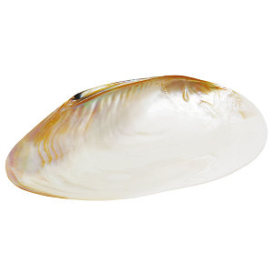 貝殻のお皿 M (W08813)