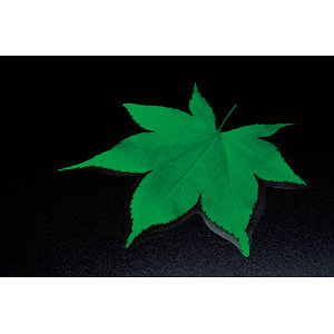 PP貼合せ 型抜きミニ クリアシート(200枚入) 青もみじ(W65783)