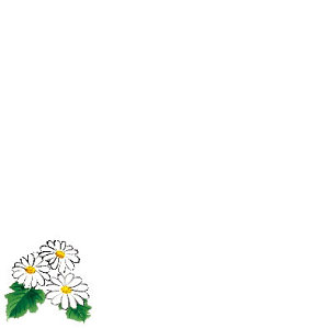 ミニ耐油天紙(100枚入) 菊(W66361)