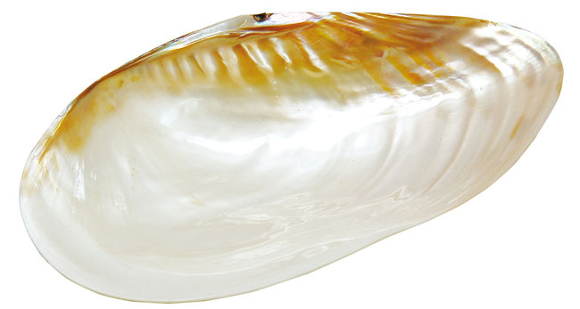 貝殻のお皿 L(W08812)