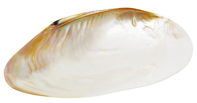 貝殻のお皿 M(W08813)