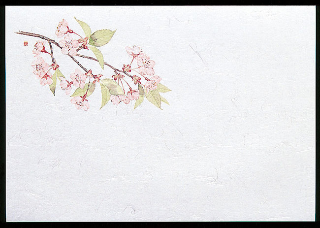 尺1お手元まっと 四季 (100枚入) 桜(W64951)